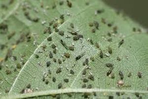 uploads/images/pest/COTTON aphids.jpg